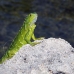 iguana_green_tf_gc_h_0120_cay1037.jpg
